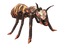 Amber Stripe Giant Ant.png