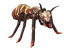 Amber Stripe Giant Ant.png