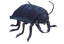 Black Street Louse.png