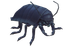 Black Street Louse.png