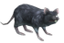 Bristle Giant Rat.png