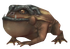 Broad Footed Fire Toad.png