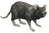 Brown Giant Rat.png