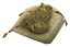 Brown Kelp (skill node).png