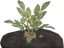 Calystra Potato (skill node).png