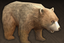 Cinnamon Bear.png