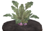 Colawan Potato (skill node).png