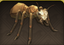 Drone Giant Ant.png