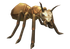 Drone Giant Ant.png