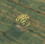 Figure Eight Pufferfish (skill node).png