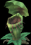 Greenlid Carnivorous Plant.png