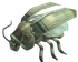 Hairy Cockroach.png