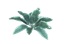 Hairy Dock Leaf (skill node).png