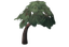 Juniper Tree.png