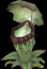 Leafjaw Carnivorous Plant.png