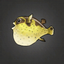 Lemon Pufferfish.png