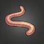 Meat Worm.png