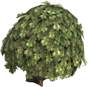 Oak Tree.png