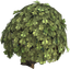 Oak Tree.png