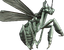 Pale Giant Wasp.png