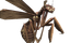 Paper Giant Wasp.png