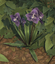 Purple Orchid (skill node).png