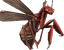 Red Giant Wasp.png