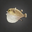 Sandy Pufferfish.png