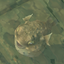 Sandy Pufferfish (skill node).png