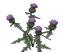 Scepter Thistle (skill node).png