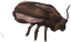 Short Legged Cockroach.png