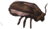 Short Legged Cockroach.png