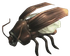 Smokeybrown Cockroach.png