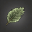 Speckled Dock Leaf.png