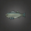 Striped Bass.png