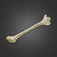 Strong Tibia.png