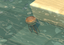 Tiderider Jellyfish.png