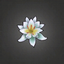 White Water Lily.png