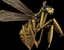 Yellow Giant Wasp.png